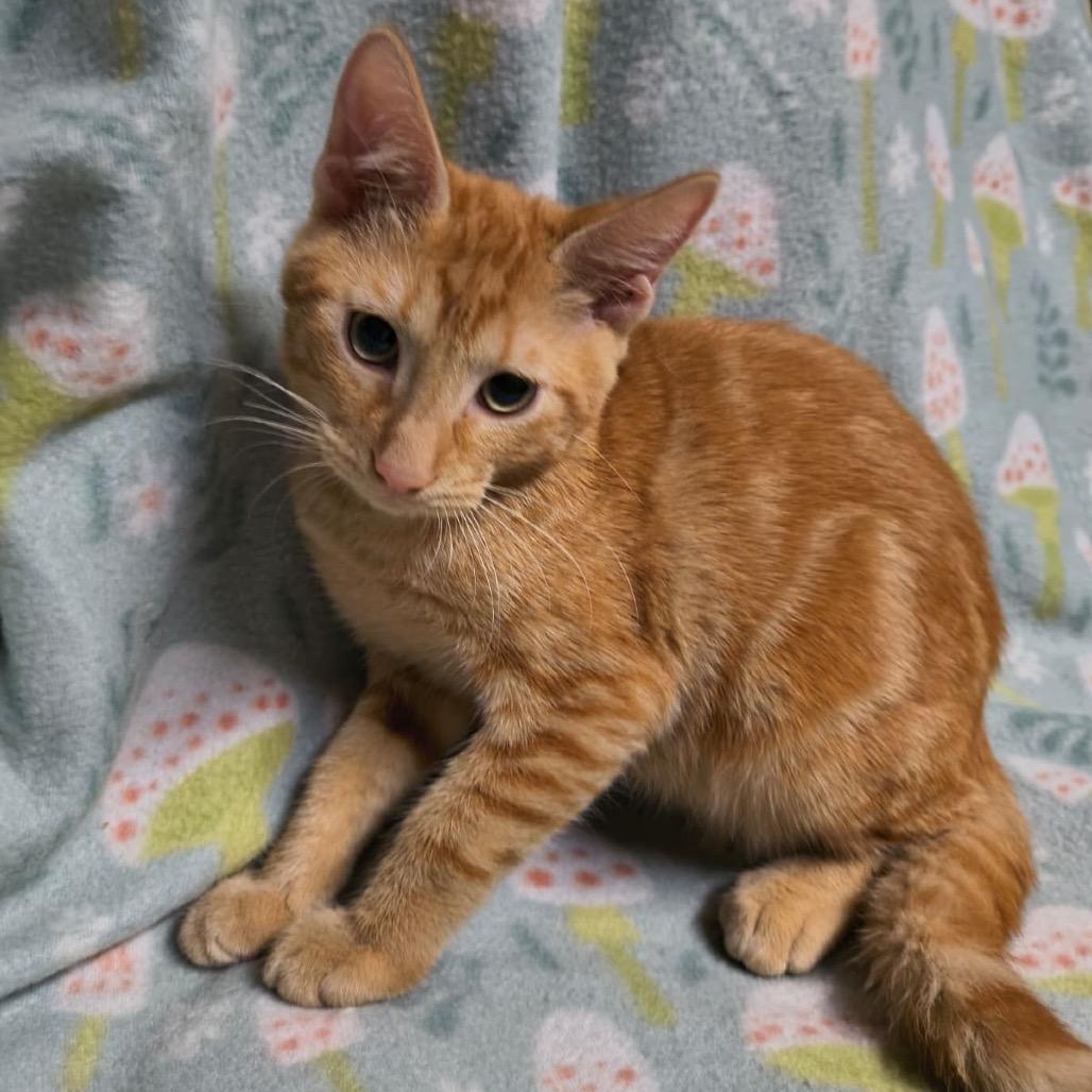 Enlarge Clyde, a Adoptable Domestic Short Hair in Laredo, TX image 1/4