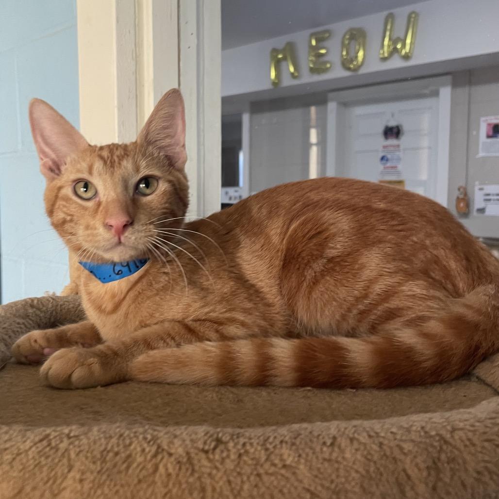 Enlarge Clyde, a Adoptable Domestic Short Hair in Laredo, TX image 2/4