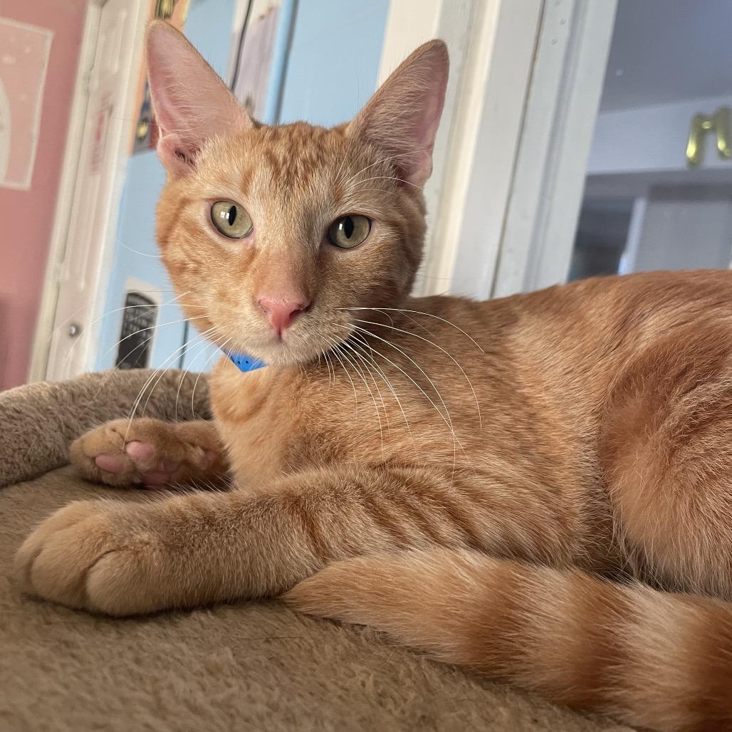Enlarge Clyde, a Adoptable Domestic Short Hair in Laredo, TX image 3/4