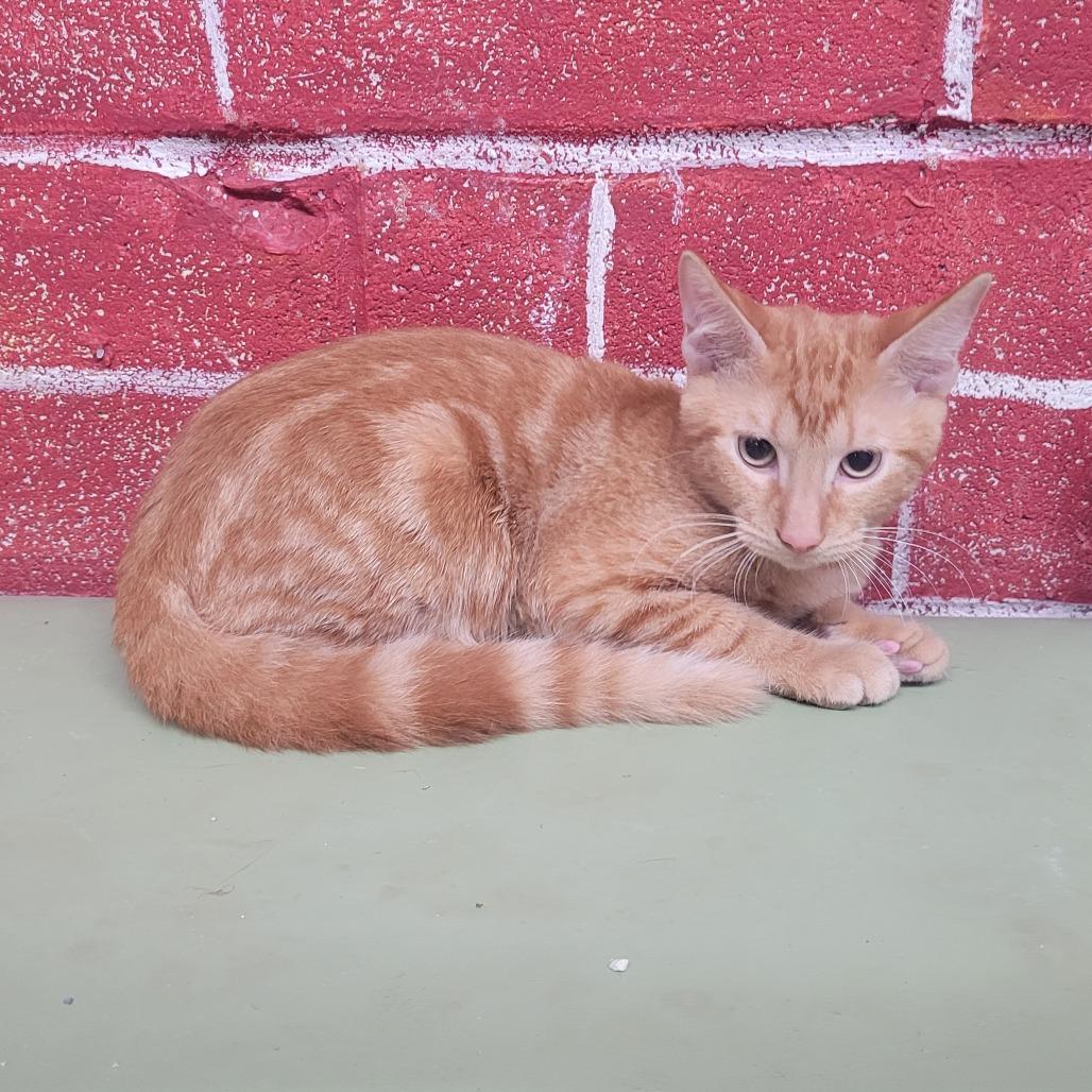 Enlarge Clyde, a Adoptable Domestic Short Hair in Laredo, TX image 4/4