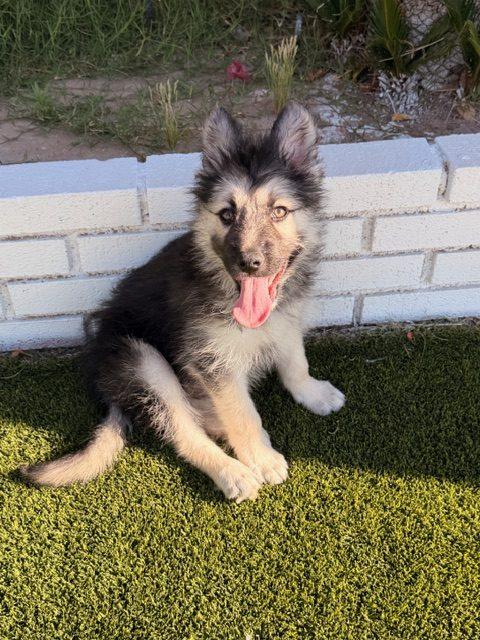 Enlarge Cole, a Adoptable mixed breed in Henderson, NV image 1/2