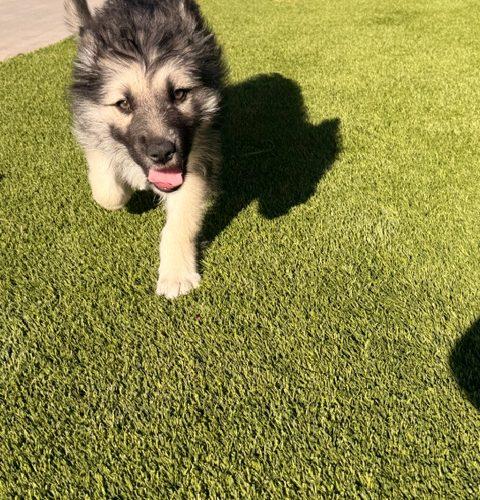 Cole, Adoptable, Puppy Male Shepherd & Mixed Breed.