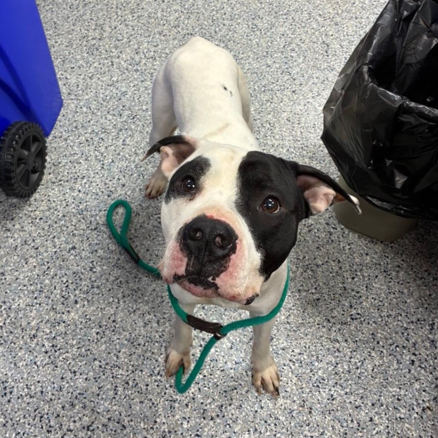 190394 LOOKING FOR Owner, ADOPTABLE, Adult Male American Bulldog.