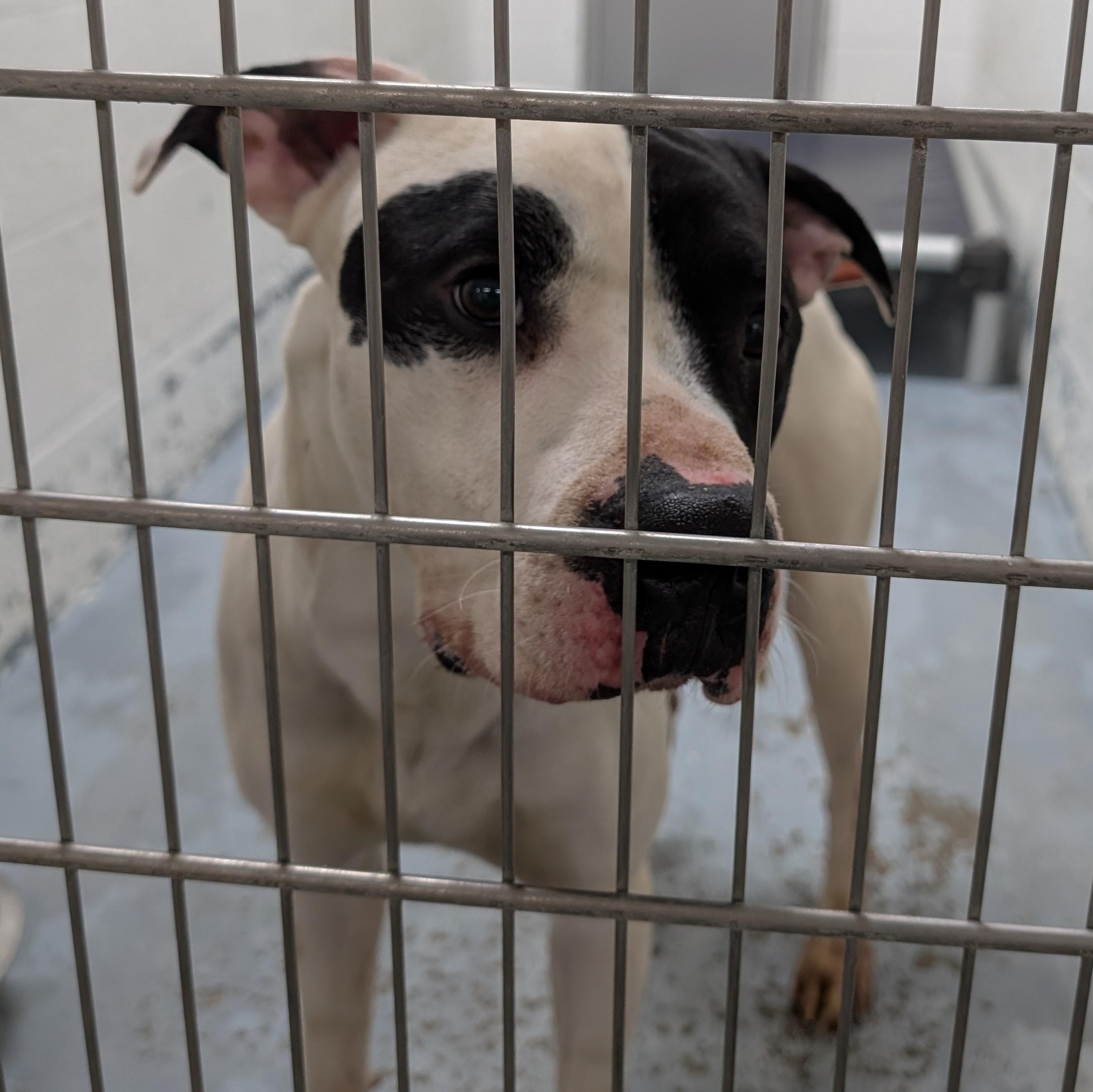 190394 LOOKING FOR Owner, ADOPTABLE, Adult Male American Bulldog.