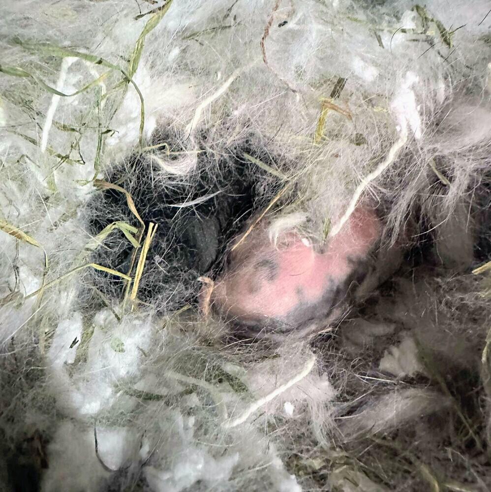 Enlarge Juno, a Adoptable mixed breed in Dallas, PA image 1/6