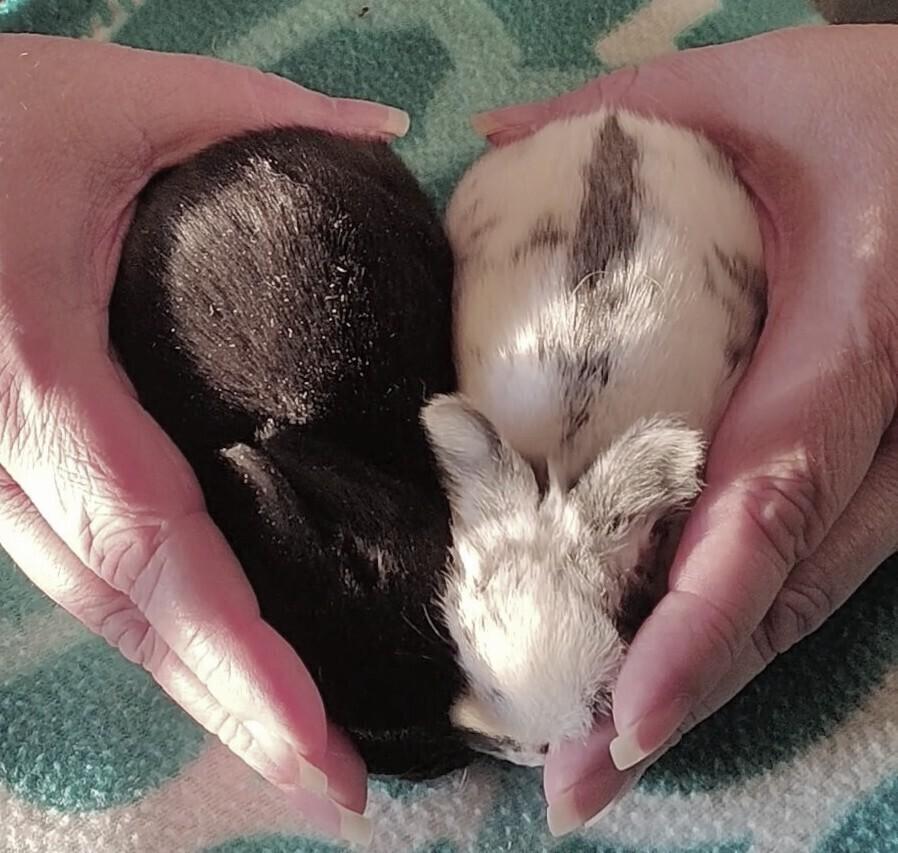 Enlarge Juno, a Adoptable mixed breed in Dallas, PA image 2/6