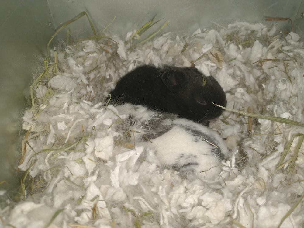 Enlarge Juno, a Adoptable mixed breed in Dallas, PA image 4/6