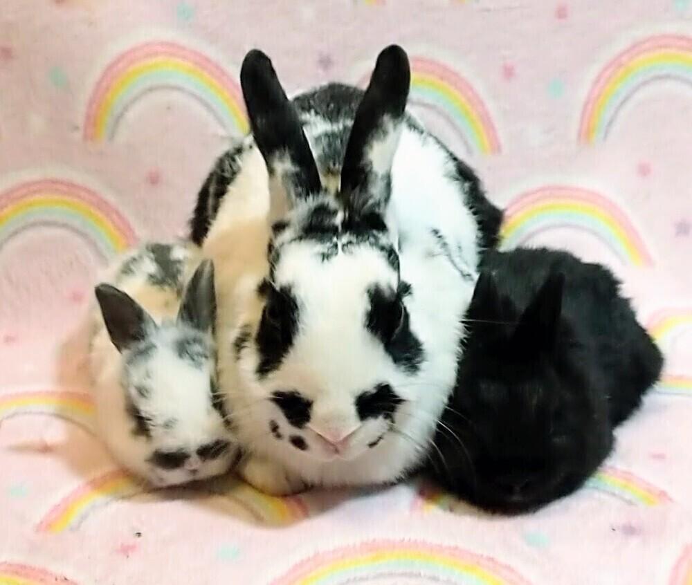 Juno, Adoptable, Baby Female Polish & Dutch.
