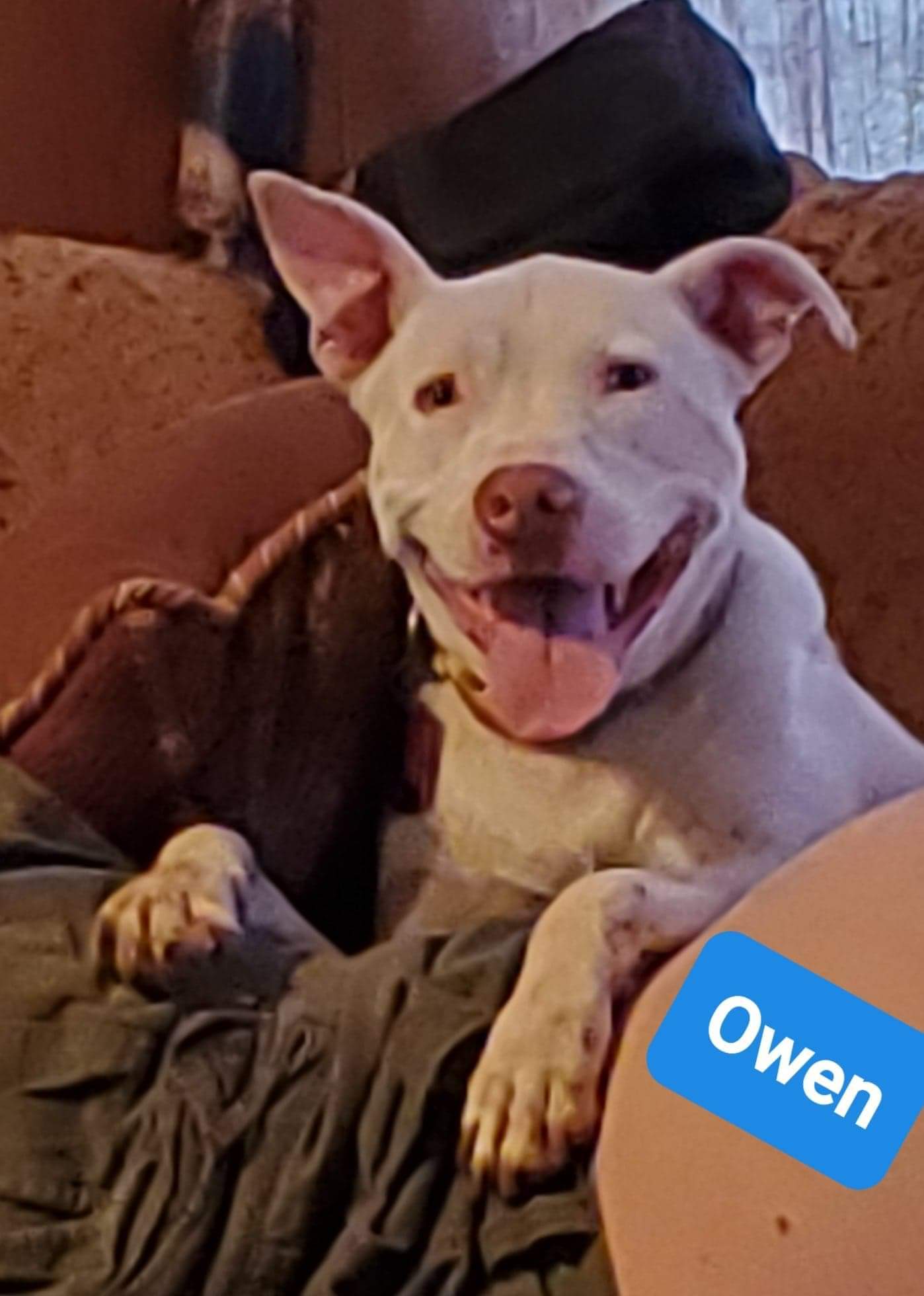 Owen, Adoptable, Adult Male Pit Bull Terrier.