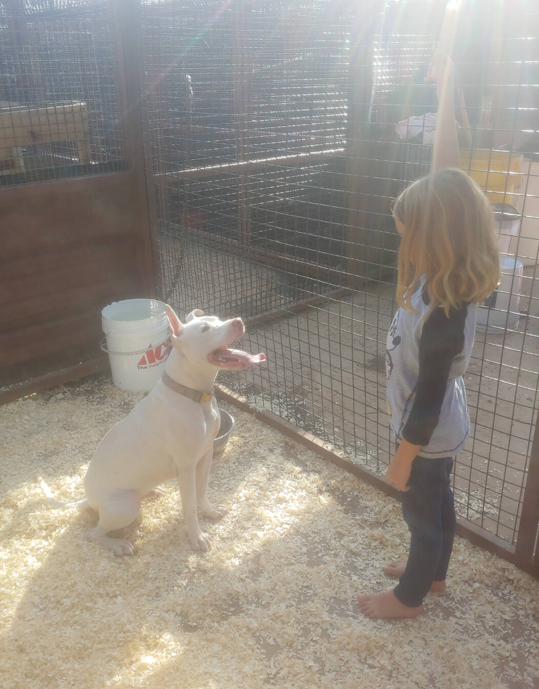 Owen, a Adoptable mixed breed in Lubbock, TX image 3/8