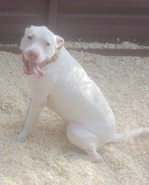 Owen, a Adoptable mixed breed in Lubbock, TX image 4/8