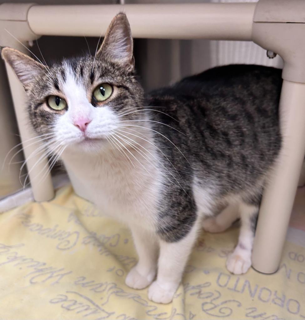 Feather, Adoptable, Young Female Domestic Short Hair.