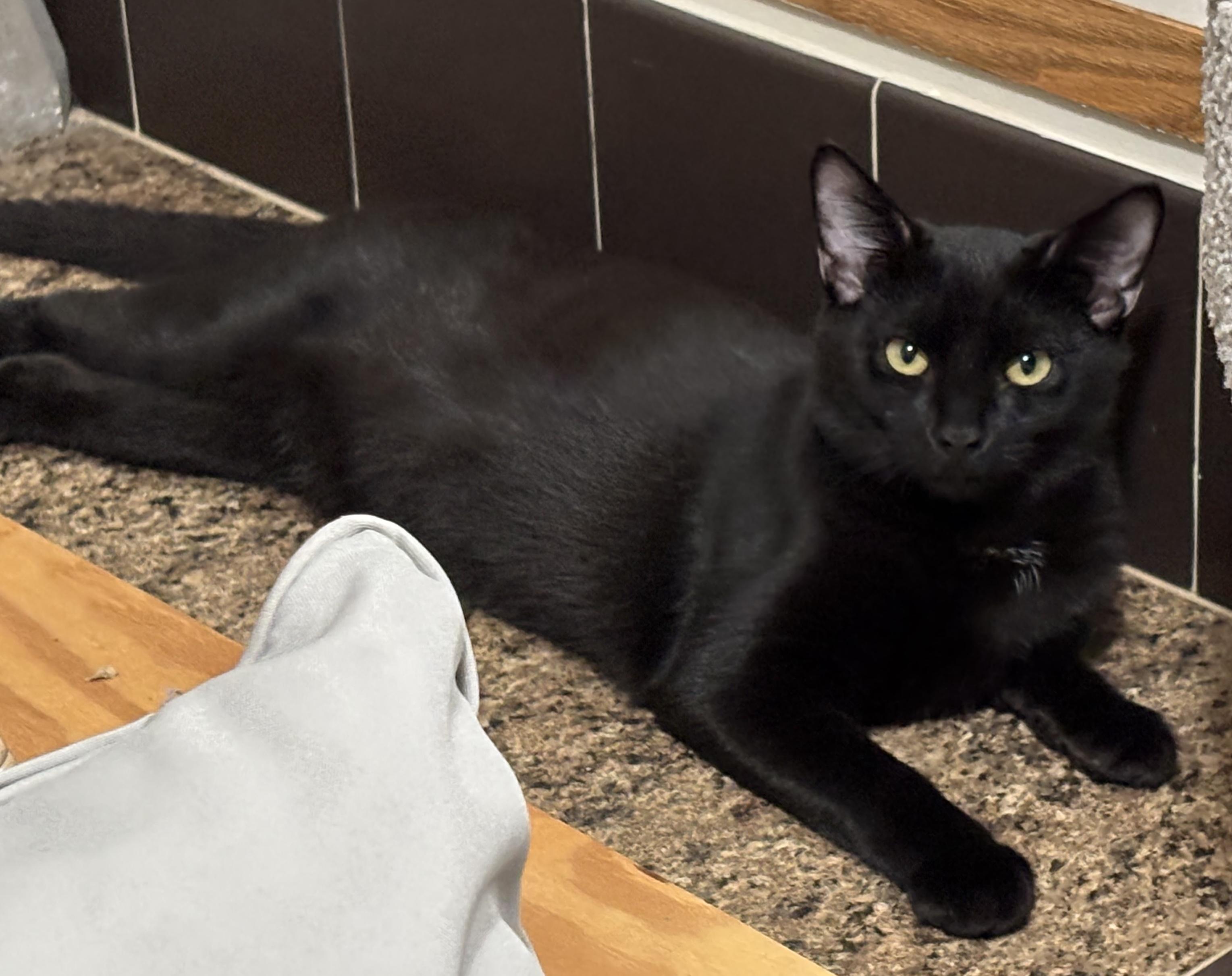 Marty!, Adoptable, Young Male Domestic Short Hair.