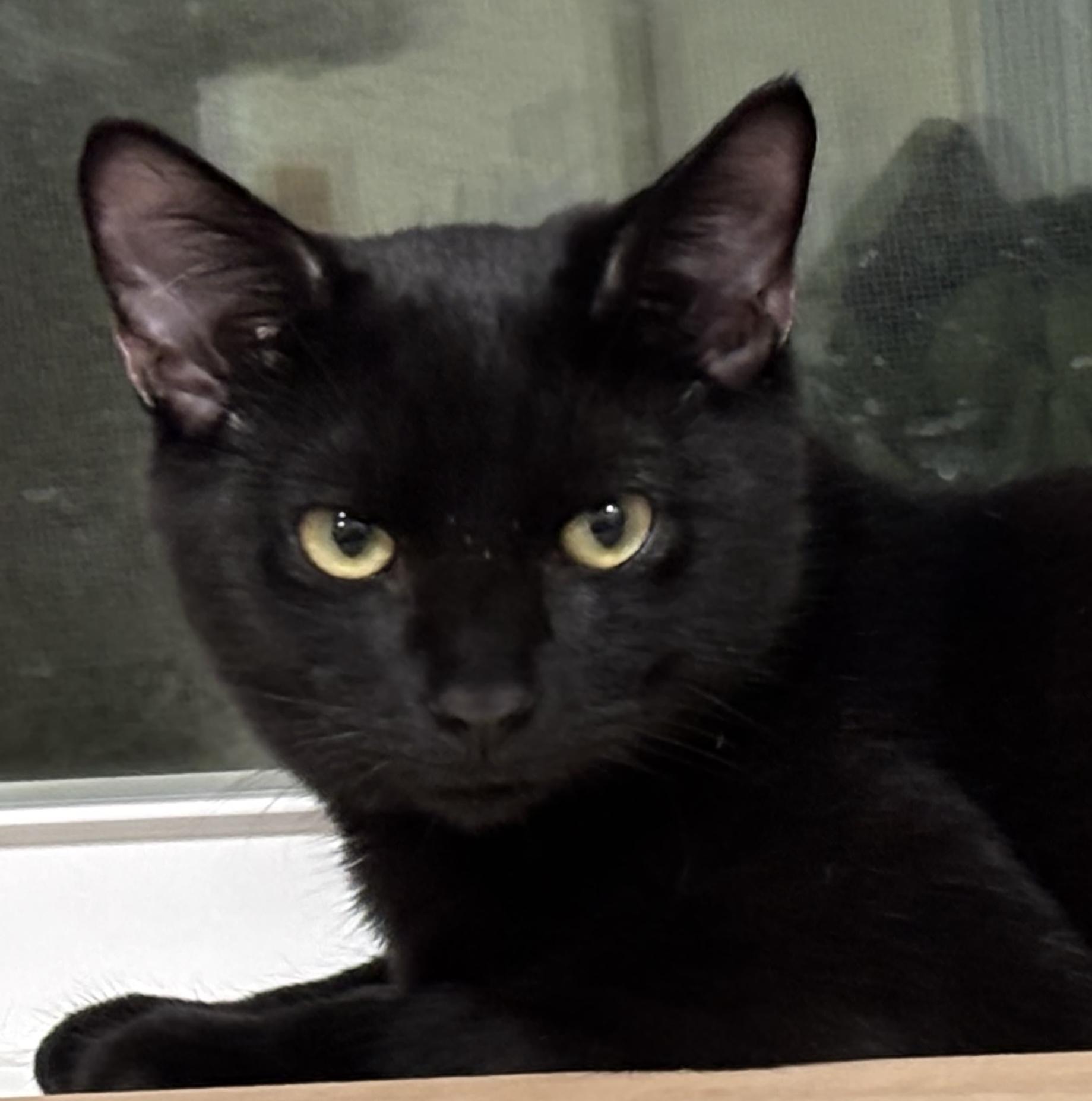 Enlarge Marty!, a Adoptable Domestic Short Hair in Palm Coast, FL image 2/2