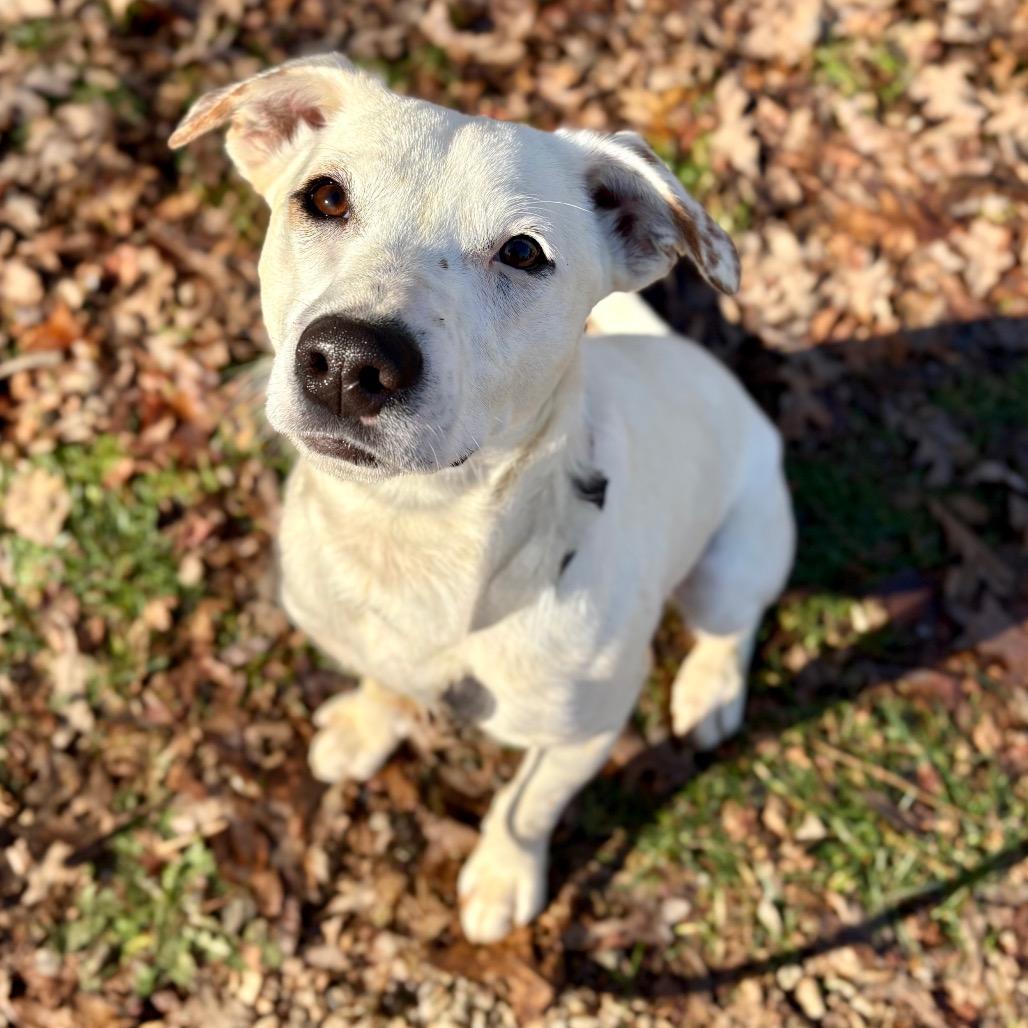 Clyde, Adoptable, Young Male Mixed Breed.