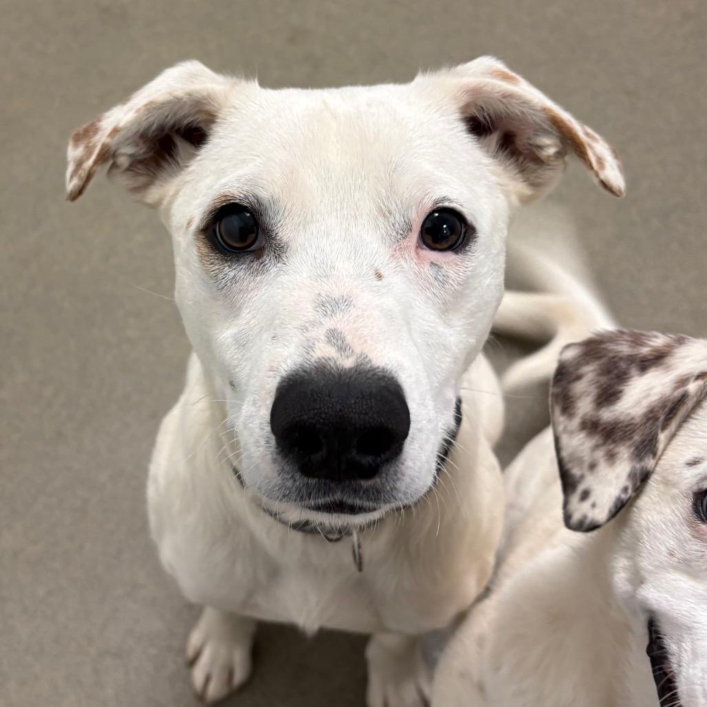Enlarge Clyde, a Adoptable Mixed Breed in Rocky Mount, VA image 1/3