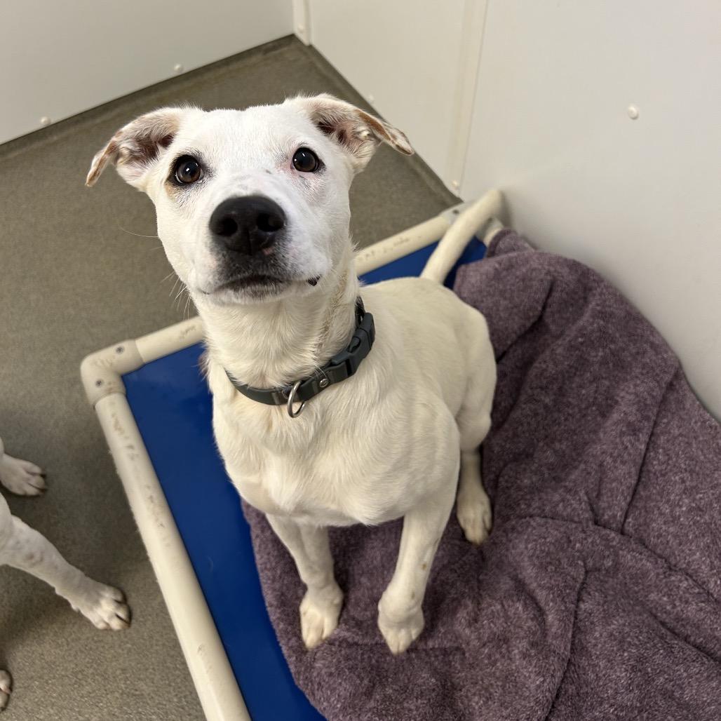 Enlarge Clyde, a Adoptable Mixed Breed in Rocky Mount, VA image 2/3