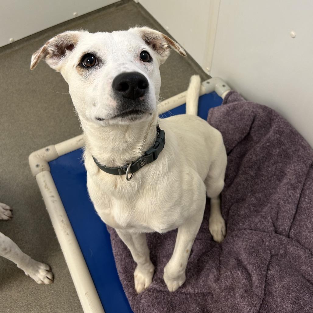 Enlarge Clyde, a Adoptable Mixed Breed in Rocky Mount, VA image 3/3