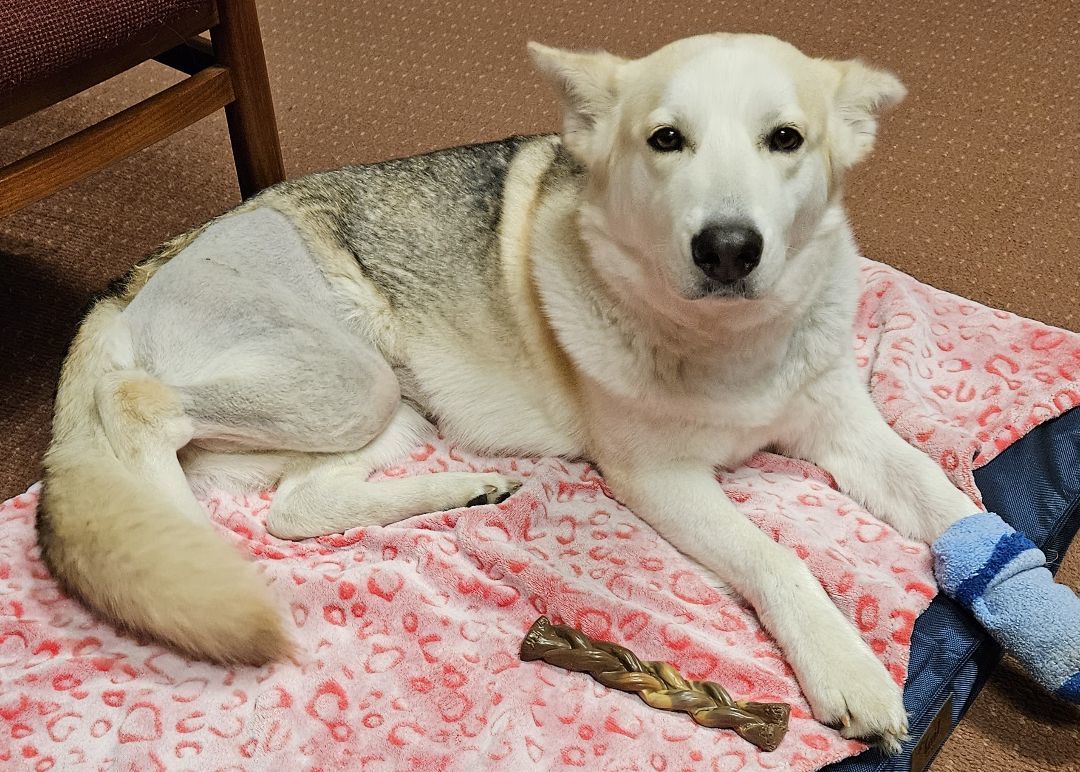 Enlarge Queenie, a Adopted mixed breed in Sherman, TX image 1/2