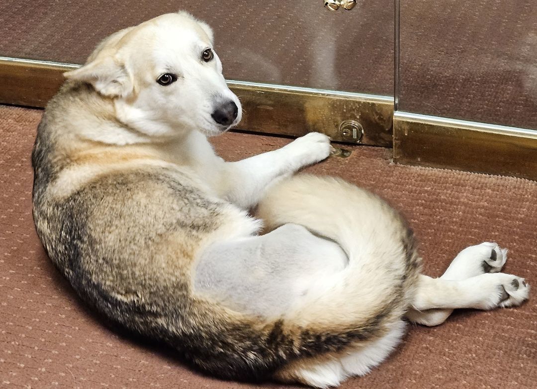 Enlarge Queenie, a Adopted mixed breed in Sherman, TX image 2/2