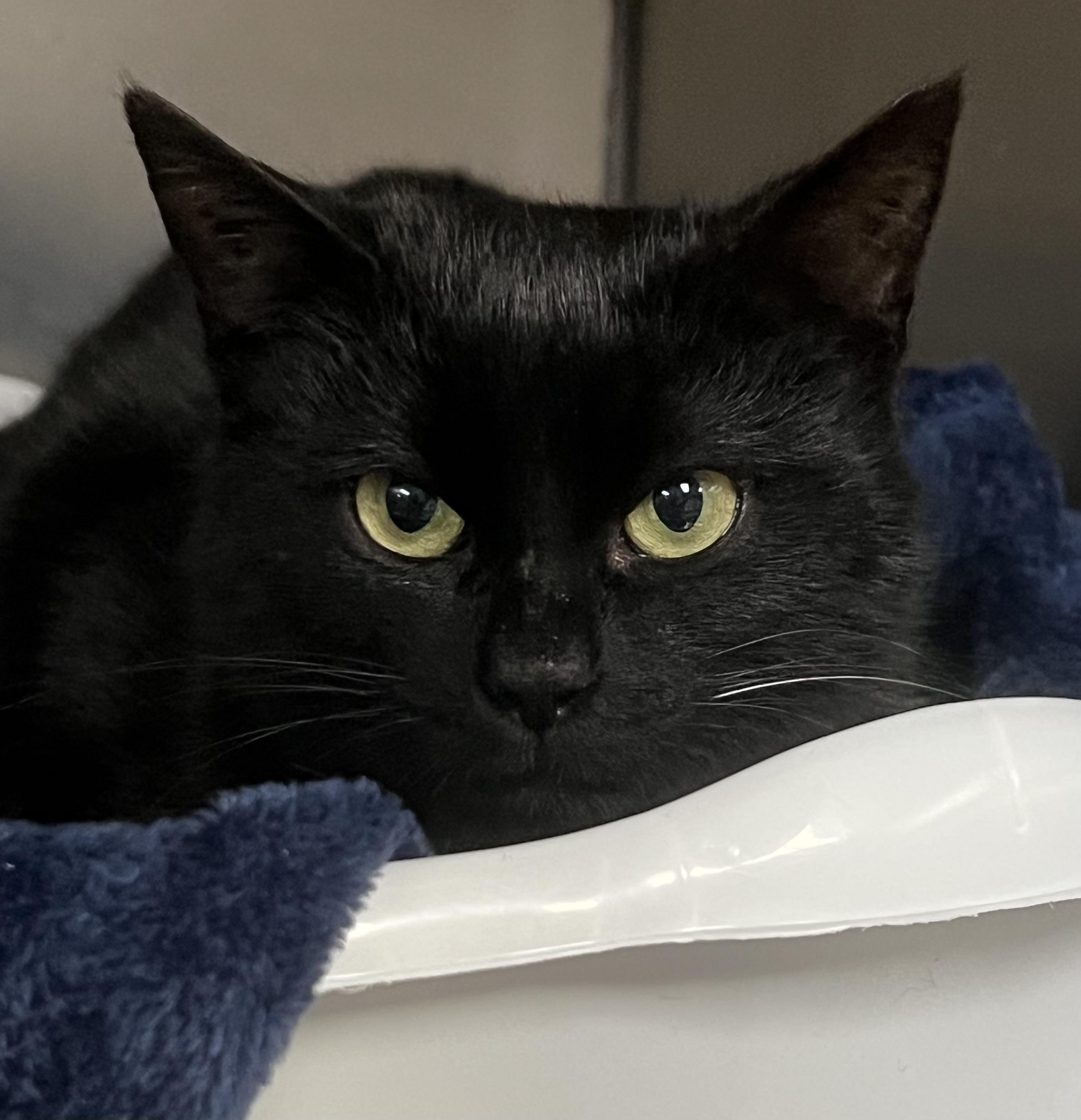 Jesse, a ADOPTABLE Domestic Short Hair in Johnston, RI image 5/6