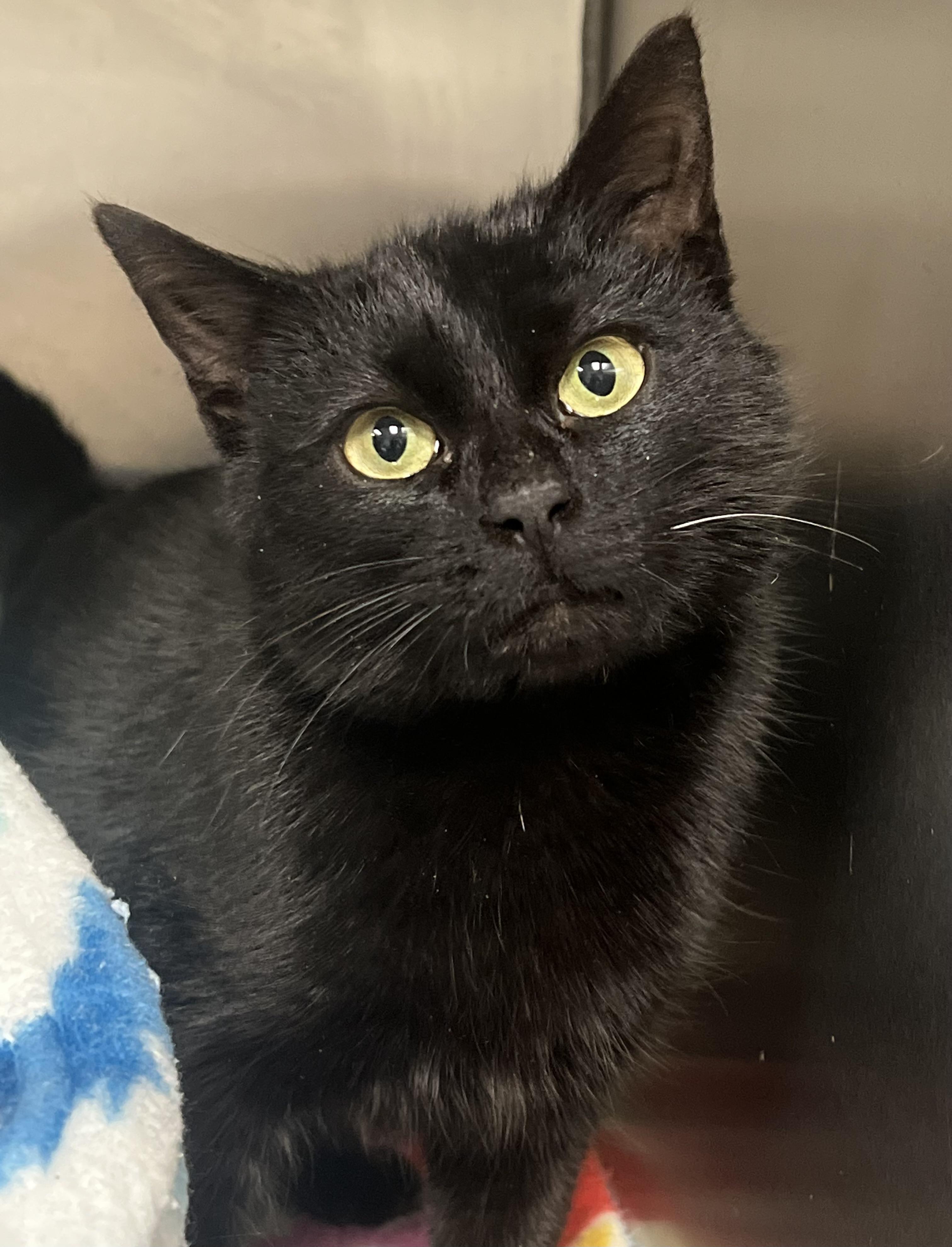 Jesse, a ADOPTABLE Domestic Short Hair in Johnston, RI image 1/6