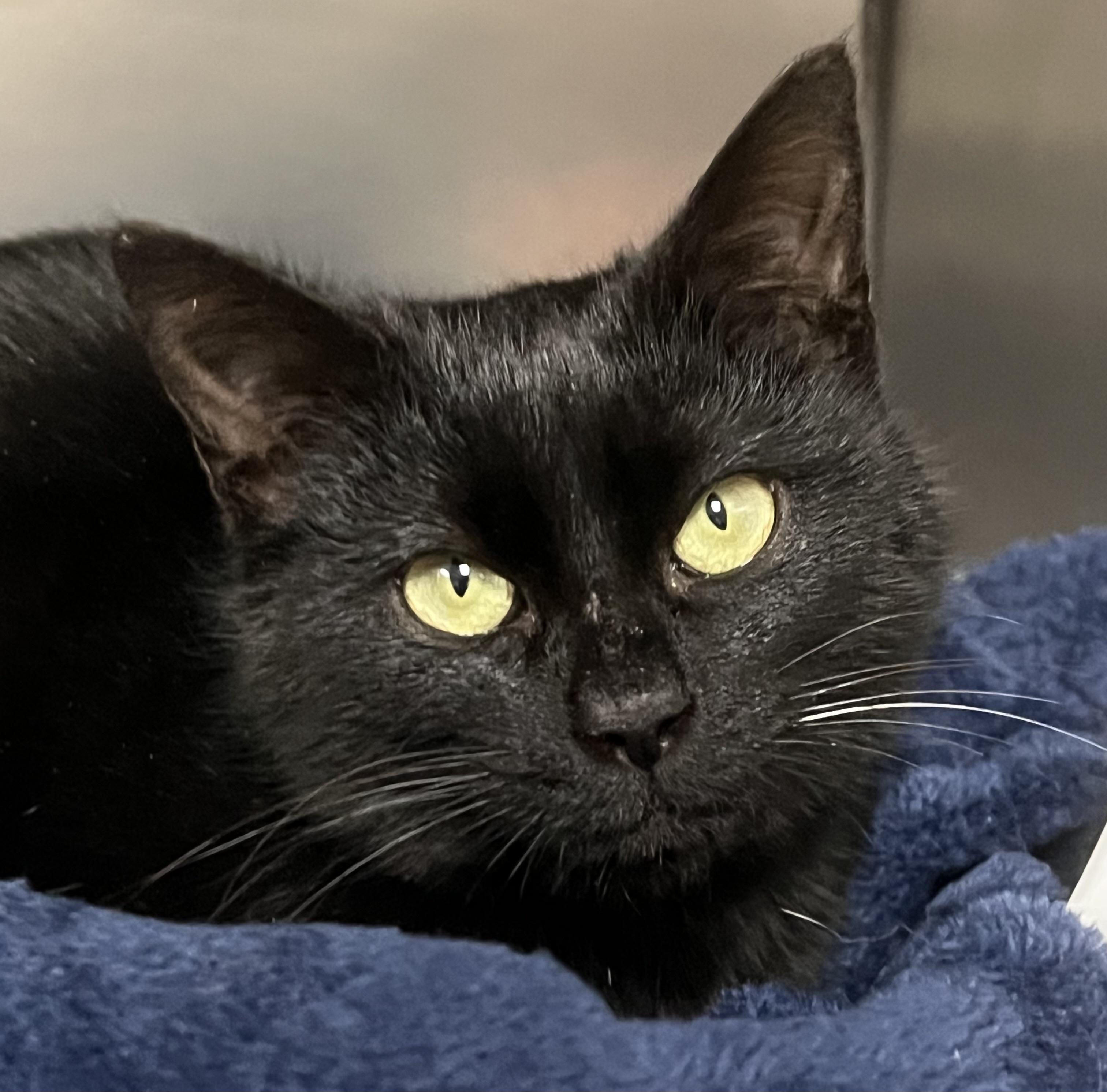 Jesse, a ADOPTABLE Domestic Short Hair in Johnston, RI image 4/6