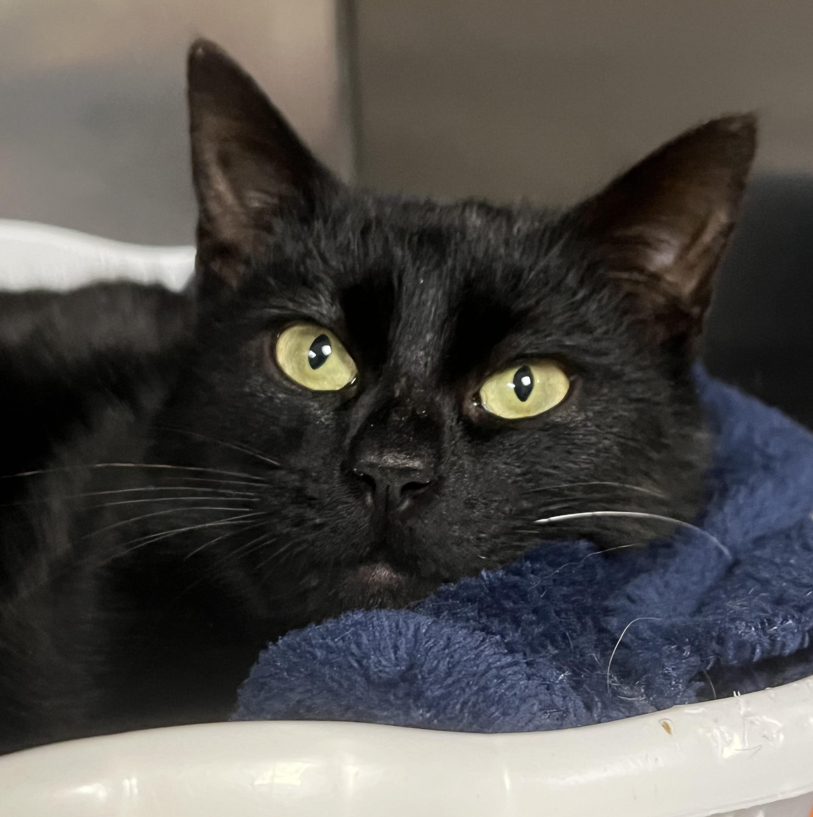 Jesse, a ADOPTABLE Domestic Short Hair in Johnston, RI image 2/6