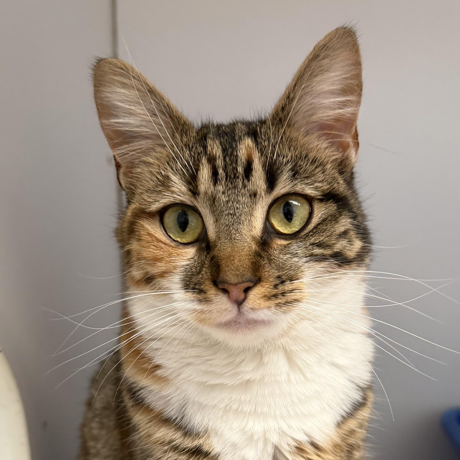 Lenina, a ADOPTABLE Domestic Short Hair in Norwalk, CT image 2/2