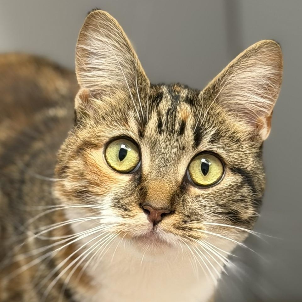 Lenina, ADOPTABLE, Young Female Domestic Short Hair.