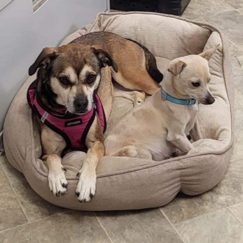 Sally May, a Adoptable mixed breed in San Pablo, CA image 1/6