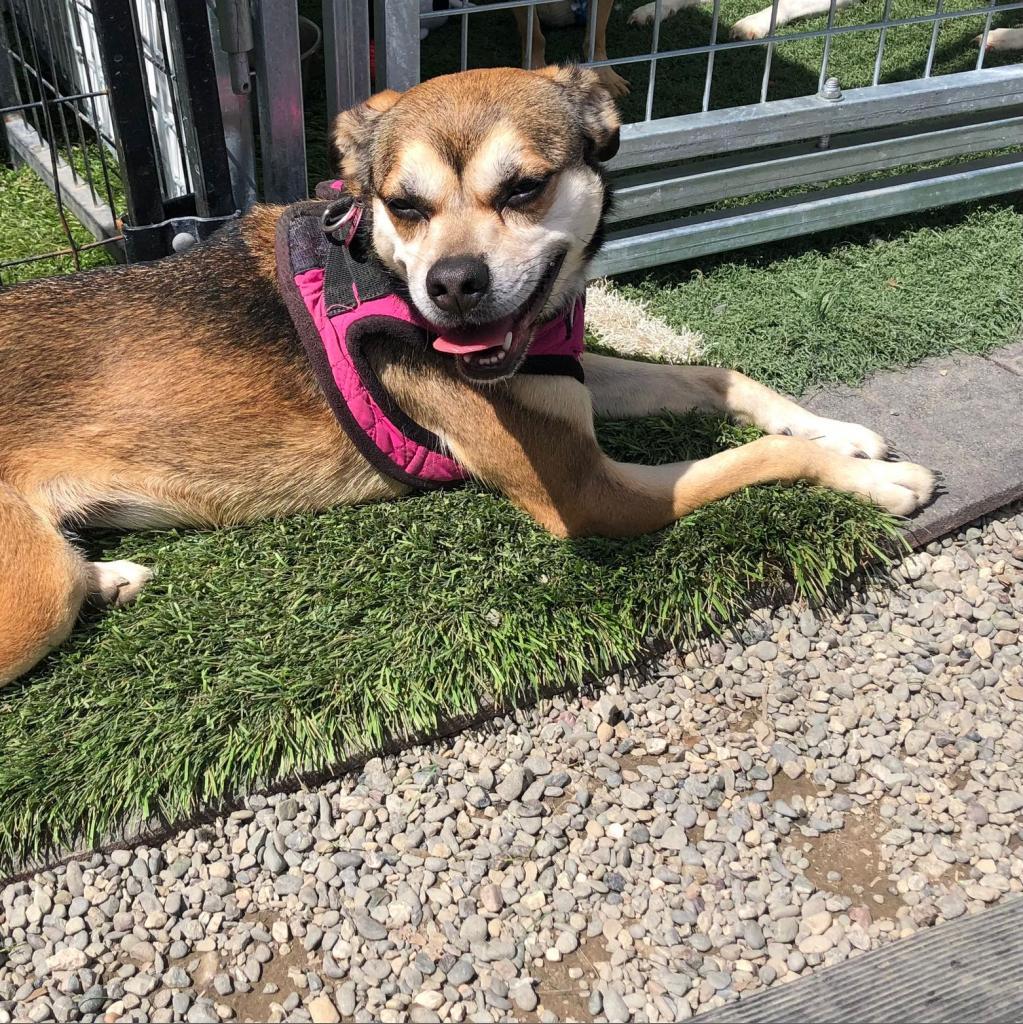 Sally May, Adoptable, Senior Female Terrier.
