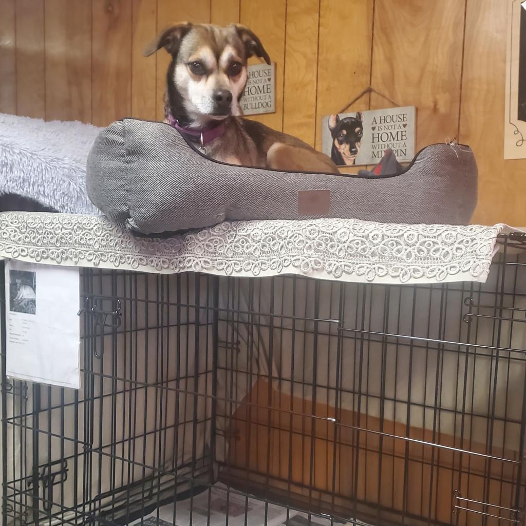 Sally May, a Adoptable mixed breed in San Pablo, CA image 2/6