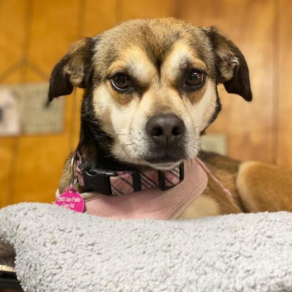 Enlarge Sally May, a Adoptable mixed breed in San Pablo, CA image 2/6