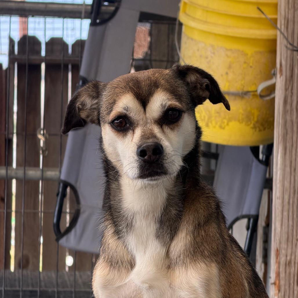 Sally May, a Adoptable mixed breed in San Pablo, CA image 2/6