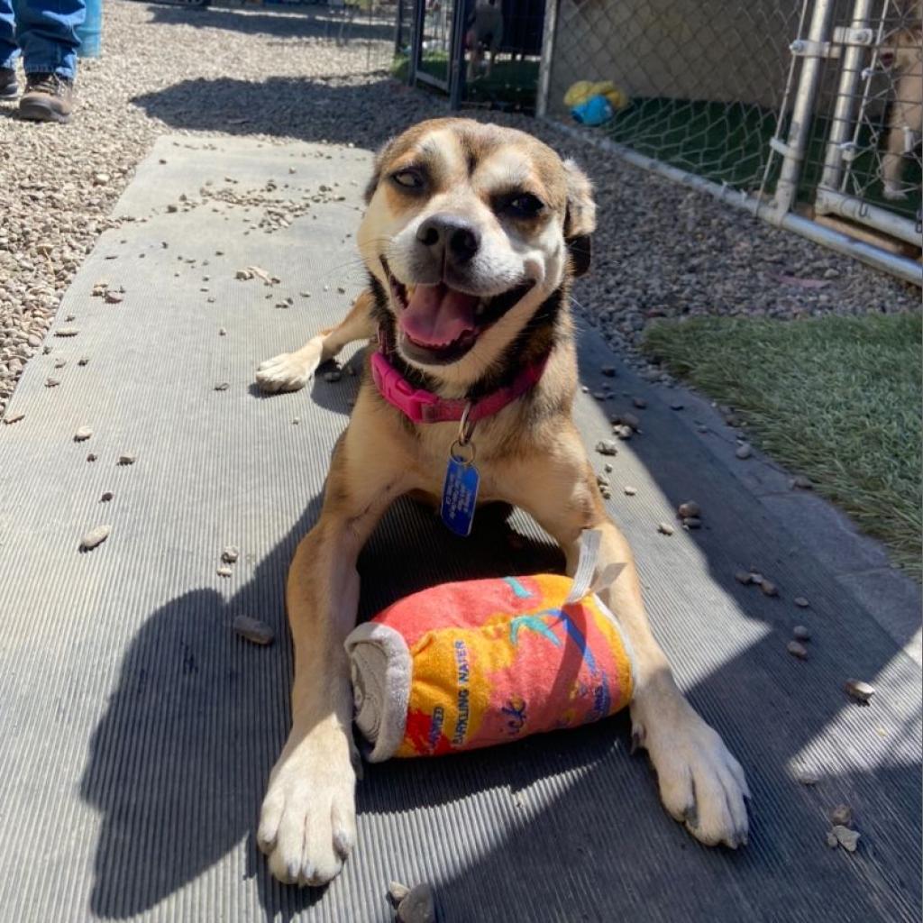 Sally May, a Adoptable mixed breed in San Pablo, CA image 3/6