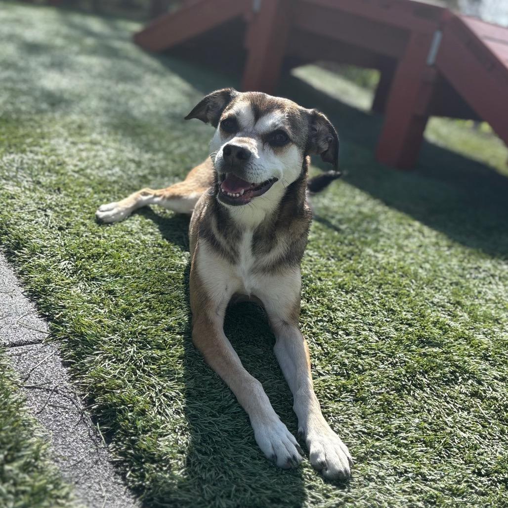 Enlarge Sally May, a Adoptable mixed breed in San Pablo, CA image 3/6