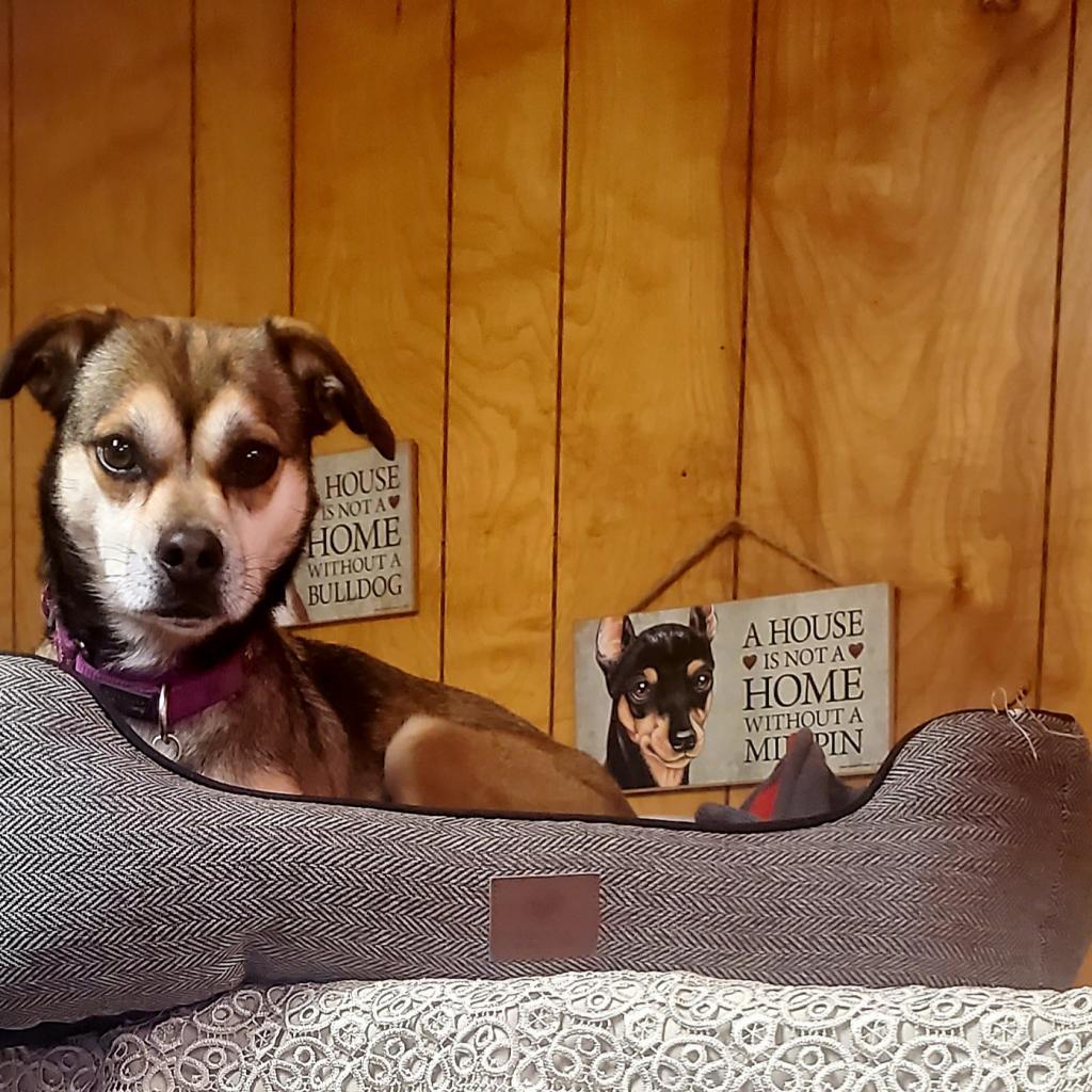 Sally May, a Adoptable mixed breed in San Pablo, CA image 5/6