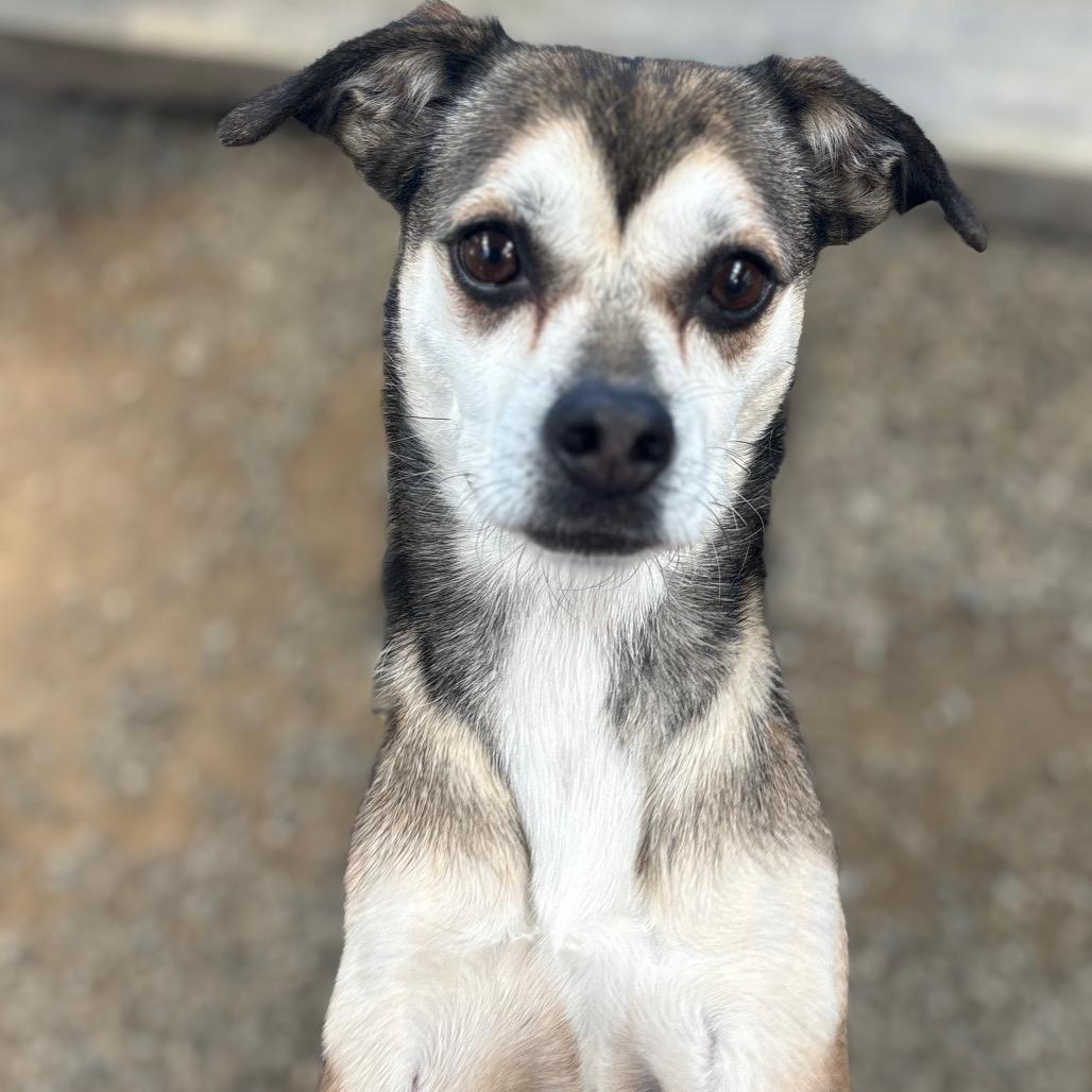Enlarge Sally May, a Adoptable mixed breed in San Pablo, CA image 5/6