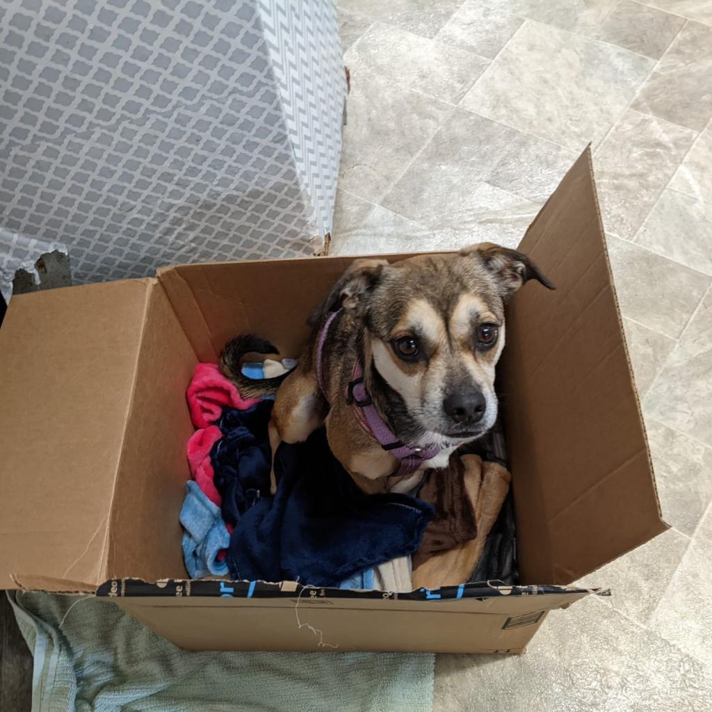 Enlarge Sally May, a Adoptable mixed breed in San Pablo, CA image 5/6