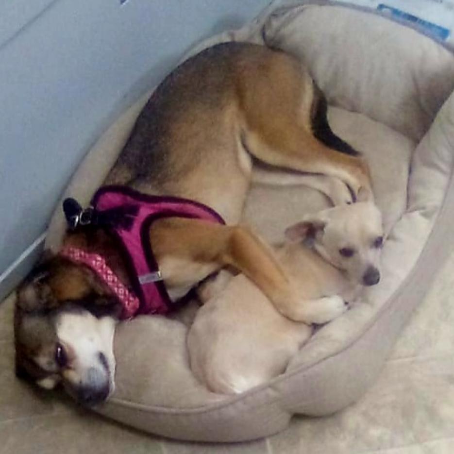 Sally May, a Adoptable mixed breed in San Pablo, CA image 6/6