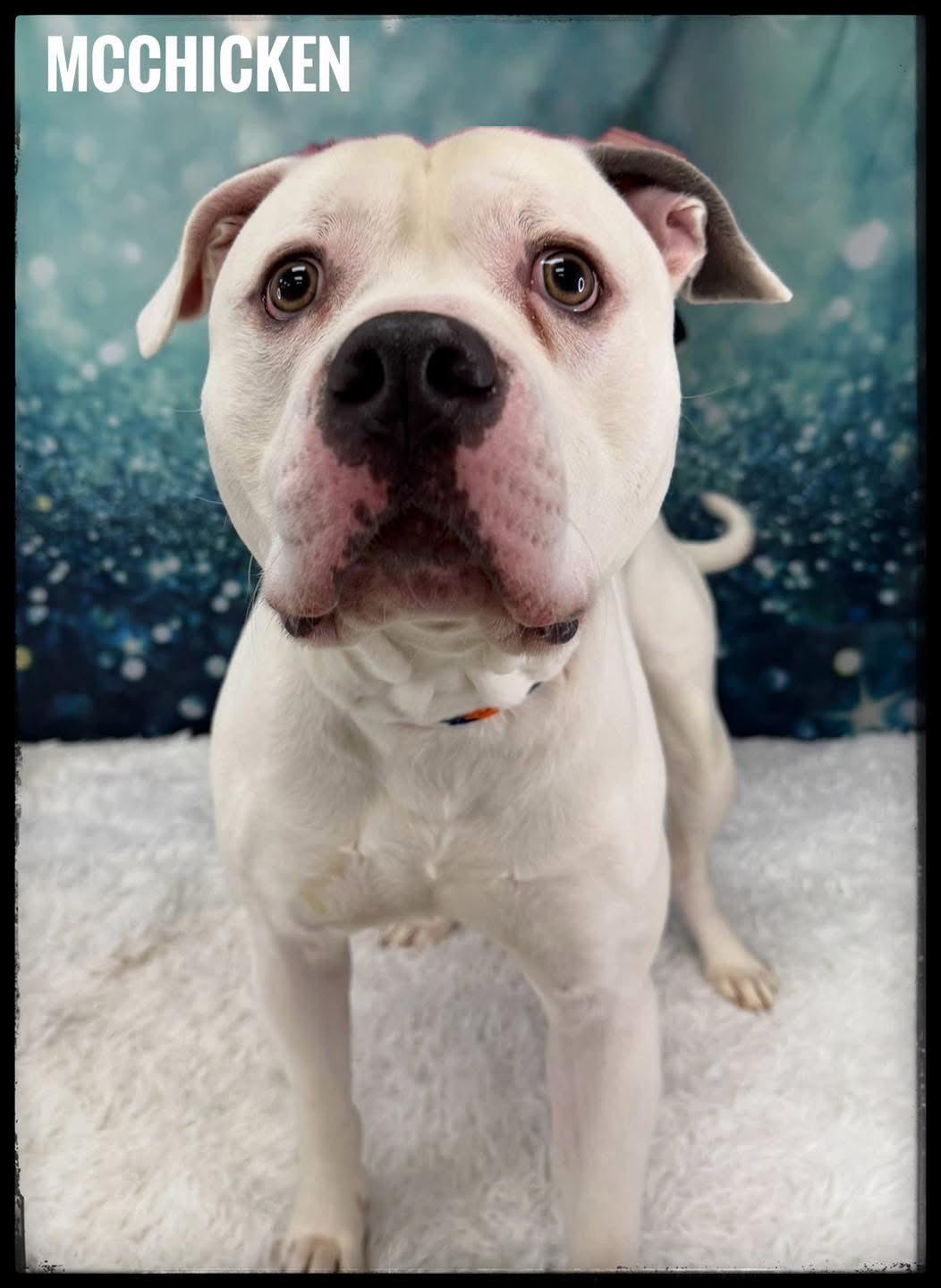 Enlarge McChicken, a ADOPTABLE Mixed Breed in Flint, MI image 1/1