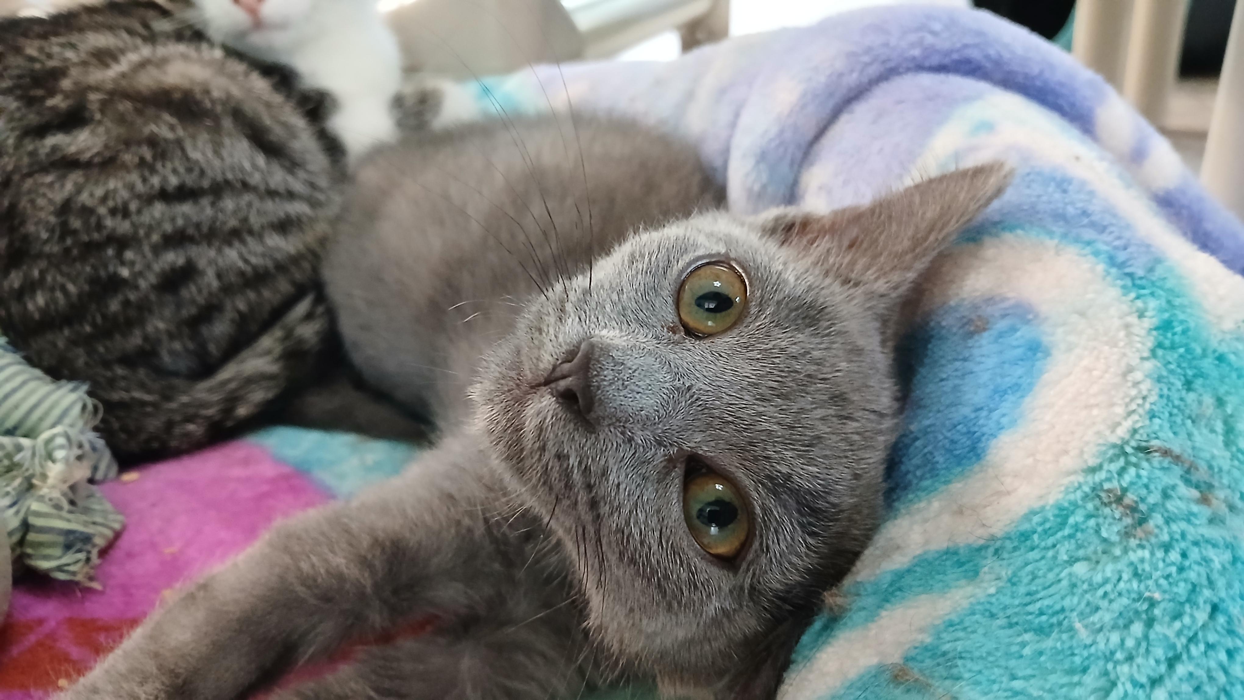 Panchito, a Adoptable Domestic Short Hair in Cullowhee, NC image 5/6