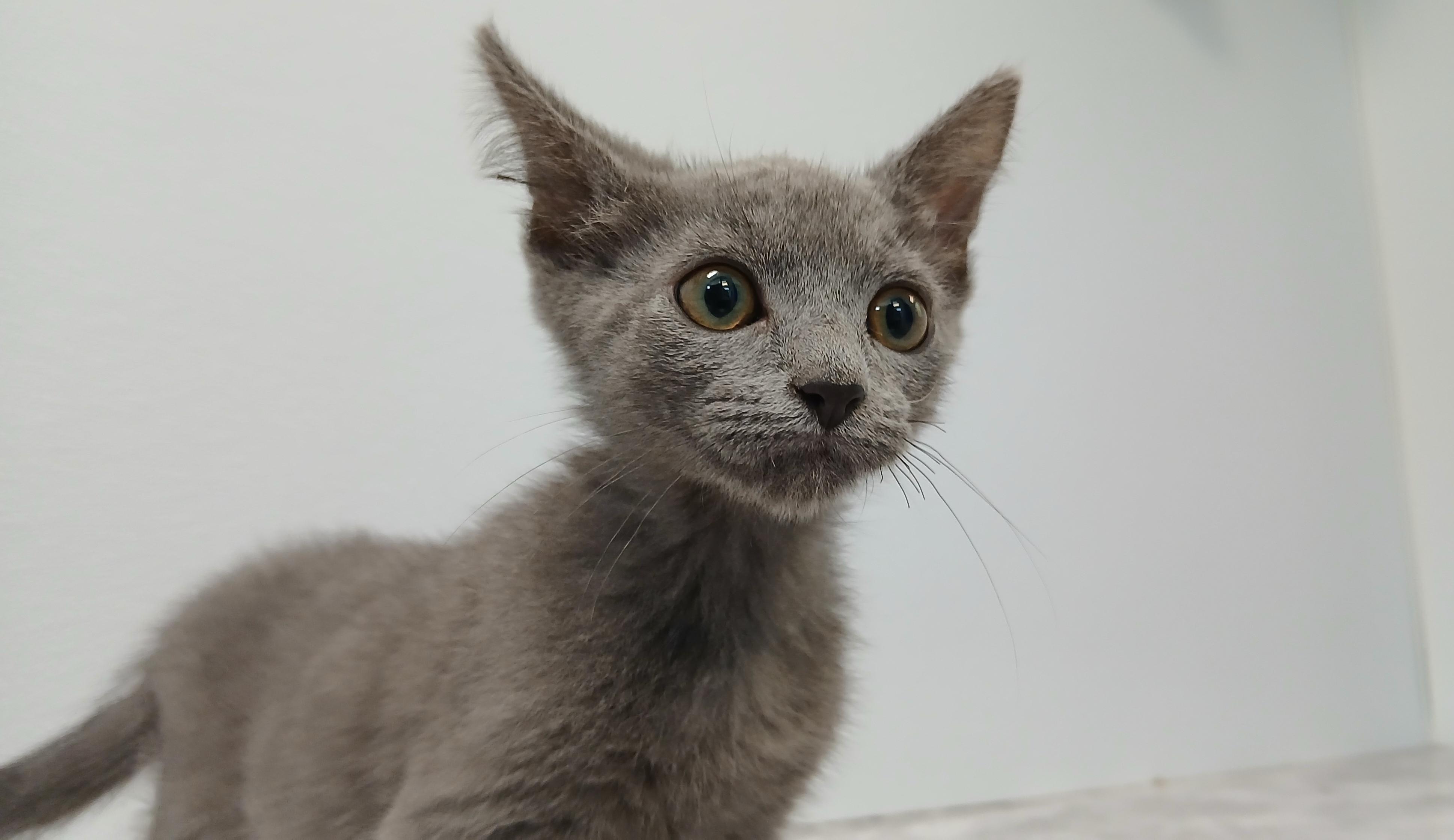Panchito, a Adoptable Domestic Short Hair in Cullowhee, NC image 4/6