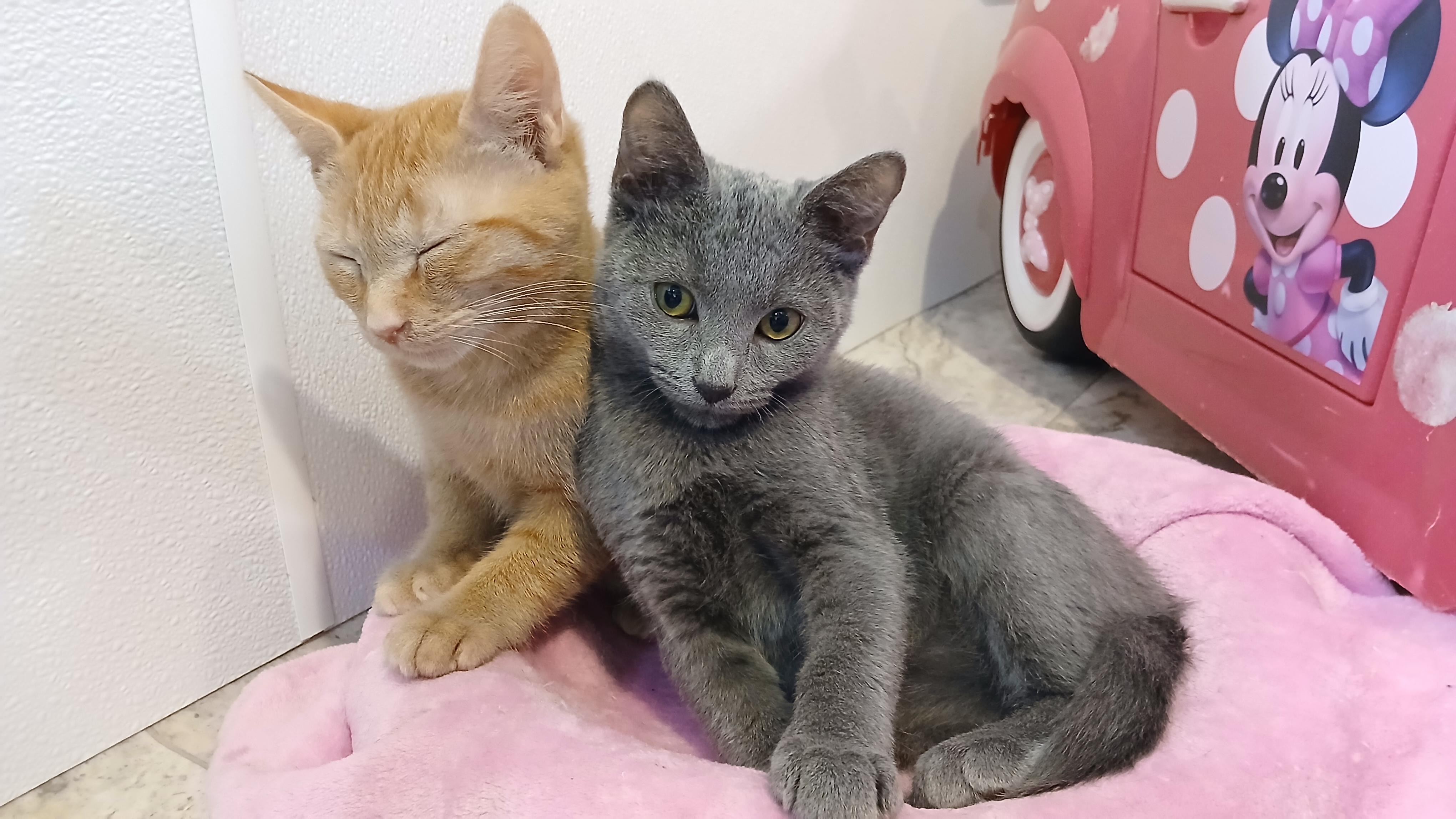 Panchito, a Adoptable Domestic Short Hair in Cullowhee, NC image 3/6