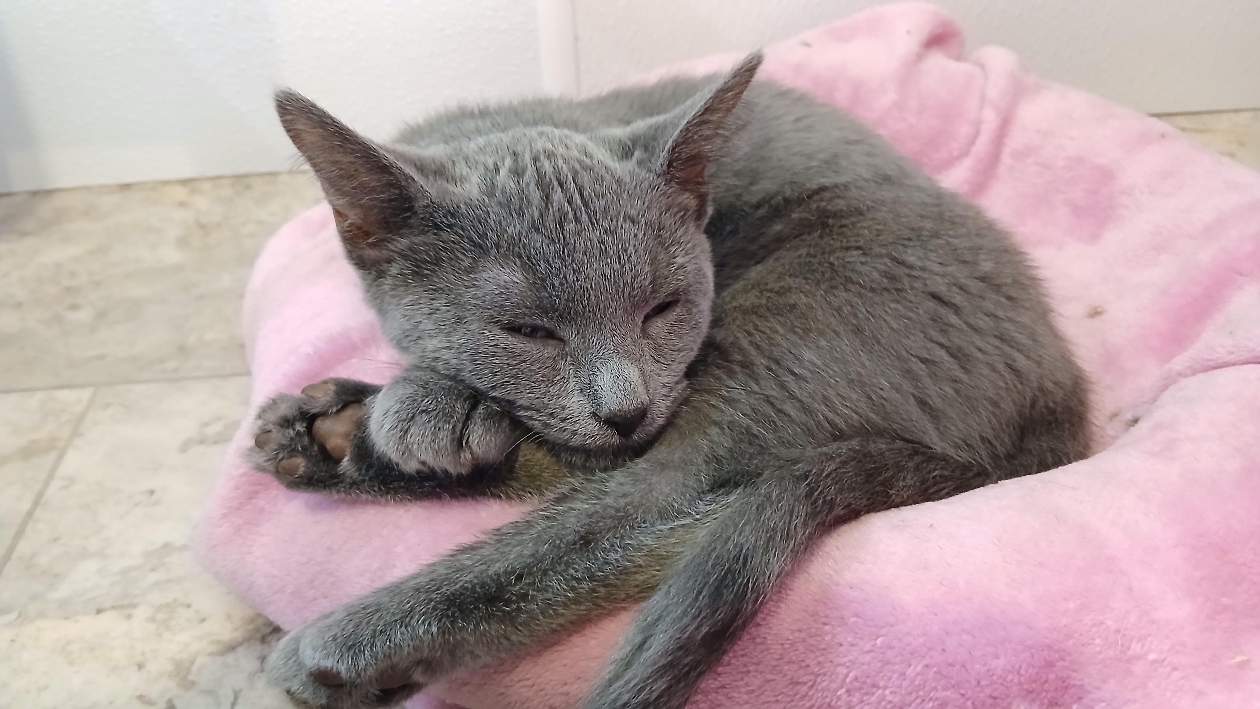Panchito, a Adoptable Domestic Short Hair in Cullowhee, NC image 6/6