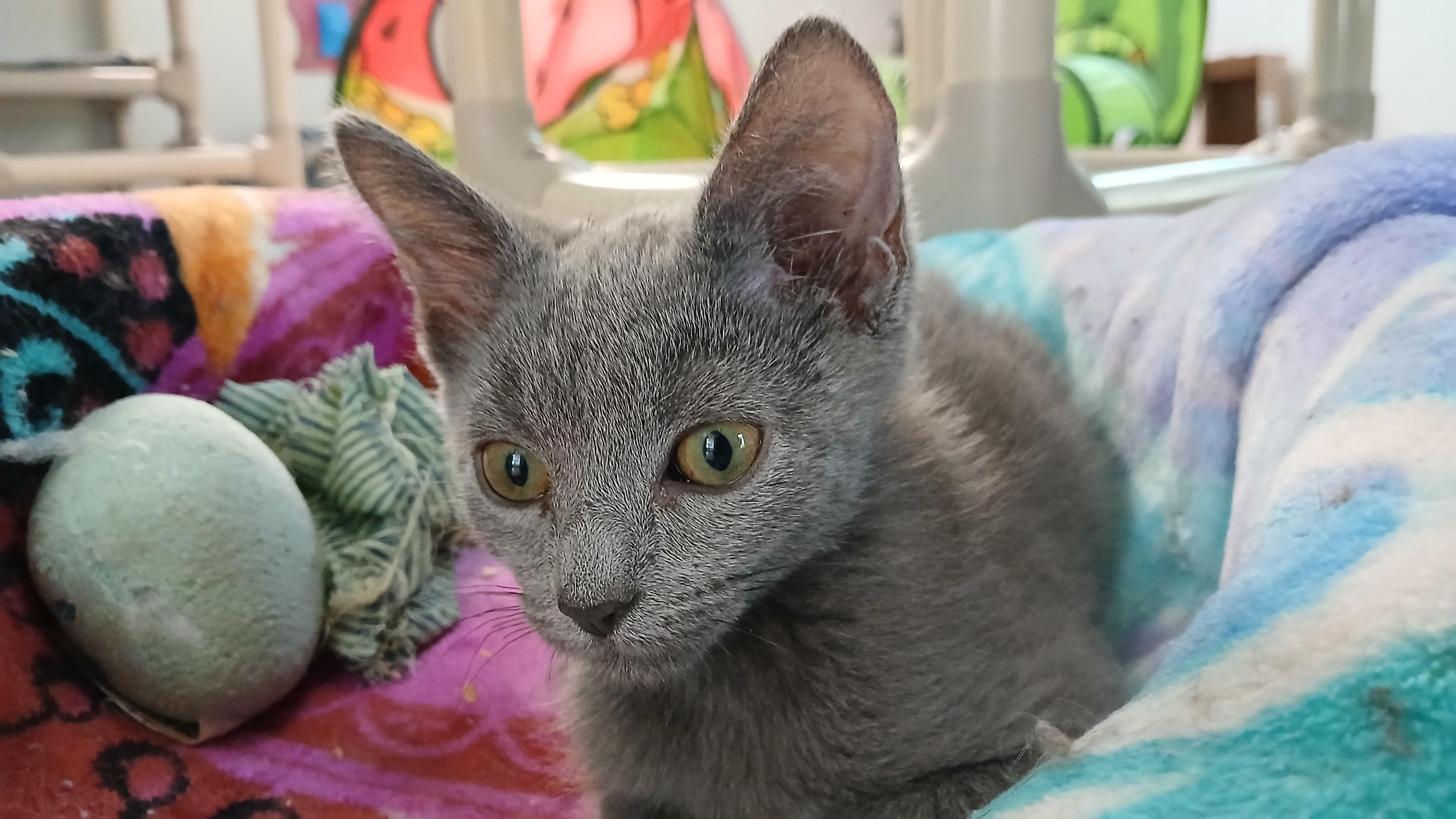 Panchito, Adoptable, Kitten Male Domestic Short Hair.
