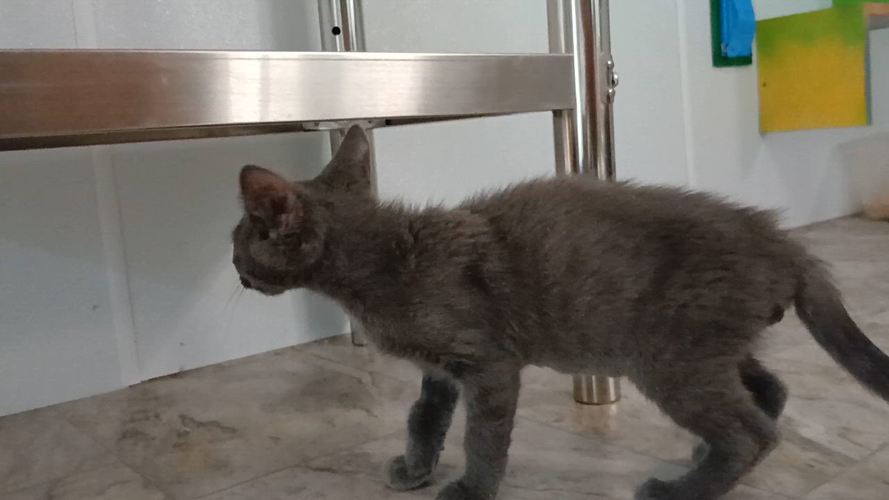 Enlarge Panchito, a Adoptable Domestic Short Hair in Cullowhee, NC video 2/6