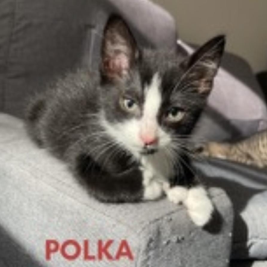 Polka