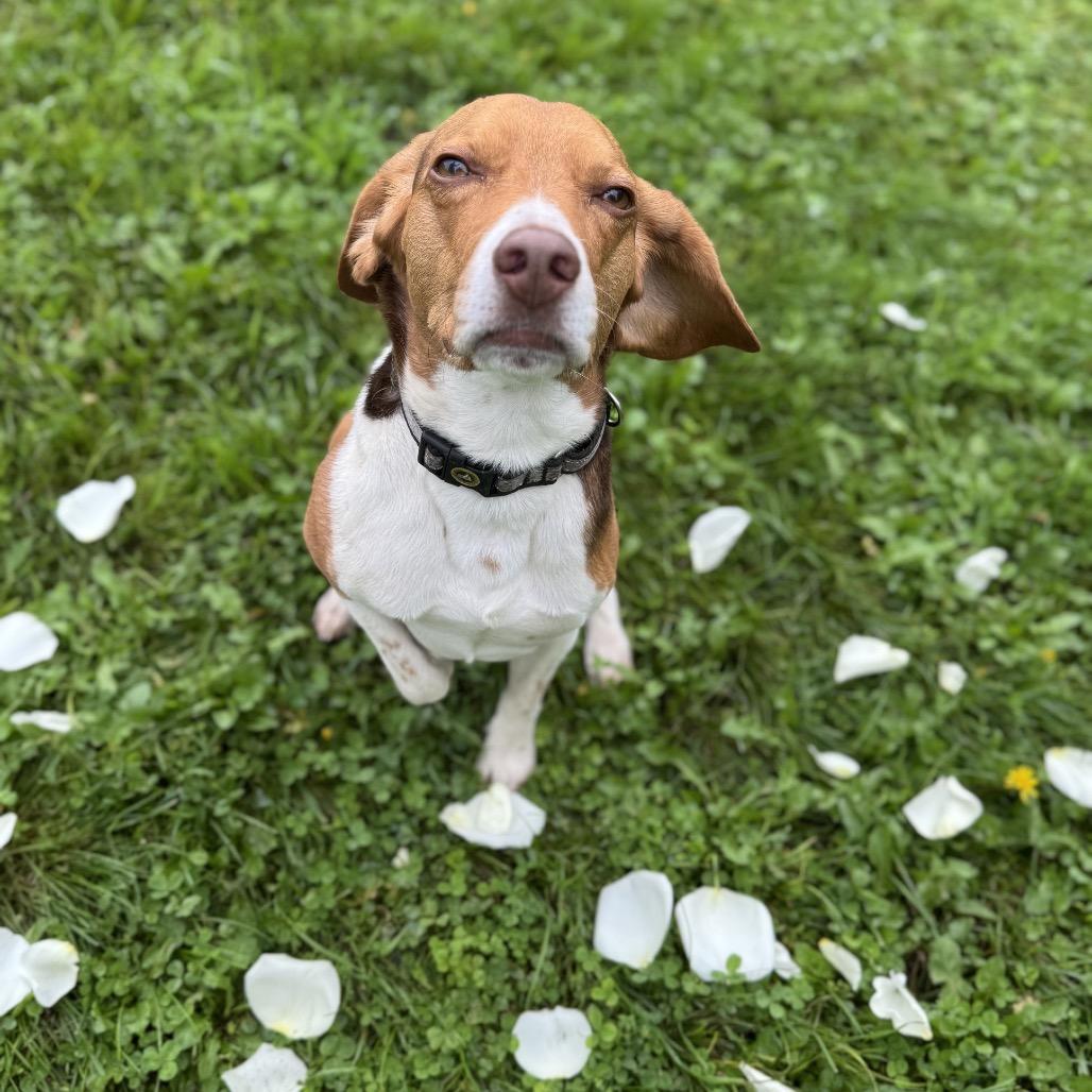 Lord Harlod, Adoptable, Adult Male Beagle.